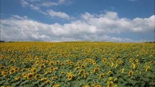 Sunflower Time Lapse [upl. by Besnard692]