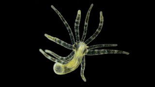 Phylum Cnidaria Part 2 Class Hydrozoa [upl. by Berghoff]