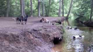 Always fun with two Beaucerons [upl. by Fesoj]