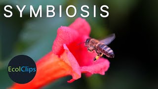 Symbioses The Different Types Explained  EcolClips [upl. by Anola]