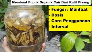 Cara Membuat Pupuk Organik Cair Dari Kulit Pisang  Manfaat Dosis  Takaran Pupuk Kulit Buah Pisang [upl. by Jumbala412]