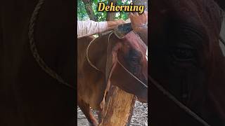 Dehorning Cow cow ytshorts dehorning youtube viralvideo animals [upl. by Aztilem766]