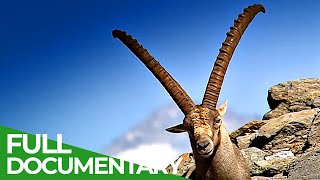 South Tyrol  In the Kingdom of the Alpine Ibex  Free Documentary Nature [upl. by Odnumyer]