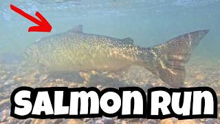 Dont Miss the Toronto SALMON RUN Before Its Too Late Bowmanville Fish Ladder [upl. by Ettelrats]