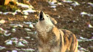 Awesome Wolf Howling Compilation [upl. by Jabin]