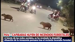 CAPTAN A FAMILIA DE CAPIBARAS QUE HUYEN DEL INCENDIO FORESTAL QUE AZOTA PARTE DE LA AMAZONÍA [upl. by Earej]