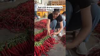 red chili drying process in Thailand agribusiness agricuture sorts trending [upl. by Refynnej704]