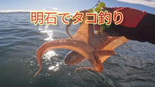 明石でタコ釣り2023年２回目🐙 [upl. by Ahsurej]