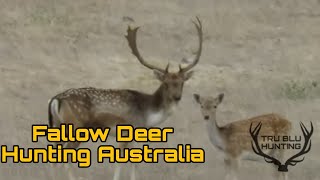 Fallow Deer Hunting  Watervalley Station [upl. by Dietz]