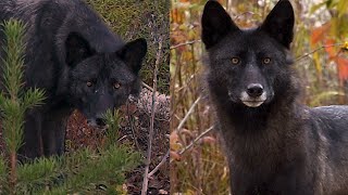 AU PAYS DU LOUP avec Gisèle Benoit Épisode 3 – Pattes Blanches et Jimmy [upl. by Ynafets737]