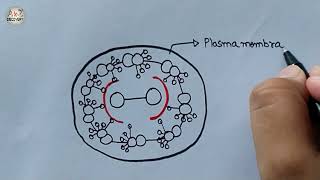 How to Draw Section of cilia or flagella  Structure of Cilia or Flagella  92 Arrangement [upl. by Animas144]