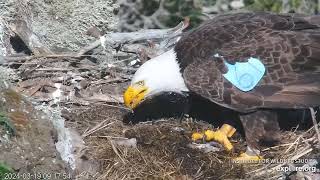 West End Bald Eagle Cam 19032024 0914 [upl. by Barcot]