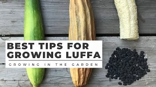 HOW to PLANT and GROW LUFFA LOOFAH plus WHEN to HARVEST and HOW to PEEL [upl. by Aliuqaj]