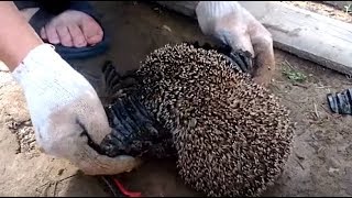 Hedgehog Trapped In Pipe Gets Help From Nice Strangers  The Dodo [upl. by Hoover]