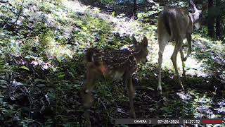 North Georgia Trail Camera Footage July and August 2024 [upl. by Eelyme]