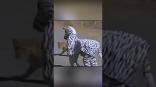 Zebra Costume Stunt Goes Terribly Wrong🤣 Lioness Attacks in Shocking Wildlife Encounterlion [upl. by Lupee]