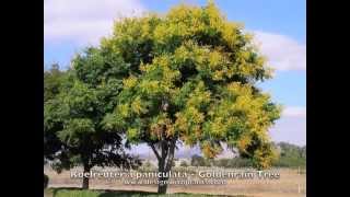 Koelreuteria paniculata  Goldenrain Tree [upl. by Airtina]