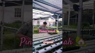 Kangkung hidroponik pejuangrupiah music kebunsayuran hidroponik gardening pindahtanam [upl. by Amitak363]