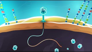 Phages vs bacteria  animation showing infection mechanisms [upl. by Sokil911]