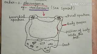 Subphylum urochordata explained full in Hindi [upl. by Huston]