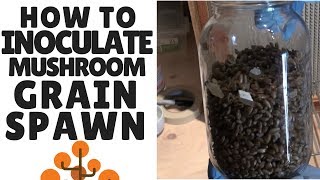 How to Make Mushroom Grain Spawn Inoculating Sterilized Grain [upl. by Nnael]