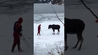 Moose Rescue Swan Valley [upl. by Halland749]