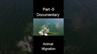 From Arctic to Tropics Incredible Animal Migration Stories Nature Wildlife Survival [upl. by Newbill]