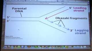 42 Biochemistry DNA Replication II Lecture for Kevin Aherns BB 451551 [upl. by Ggerc702]