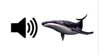 Whale  Sound Effect  ProSounds [upl. by Purpura]