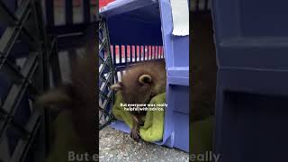 Baby Raccoons Climb All Over Their Rescuer  The Dodo [upl. by Modnarb228]