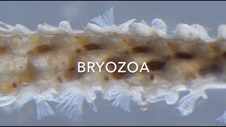 Bryozoa [upl. by Clorinda]