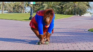 Animalia  Orangutan Super Rambo to the rescue [upl. by Oicatsana]