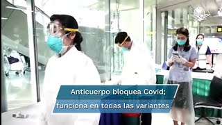 Detectan anticuerpo eficaz contra todas las variantes del Covid19 [upl. by Mayes824]