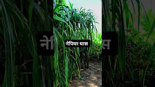 Nepiyar gass punjabi punjabisong song shorts farming [upl. by Etnelav]