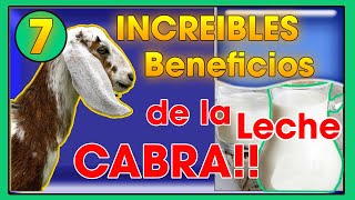 LECHE de cabra 7 increíbles BENEFICIOS de esta  Ing Jannin Hernández Blandón [upl. by Meehan]