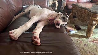 Funny Great Danes amp Puppy amp Cat 4 Pack Arent Quite Ready To Get Up [upl. by Cela]