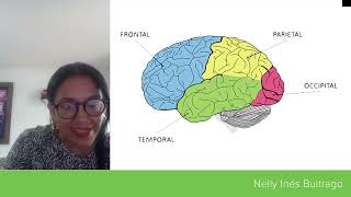 Estructuras subcorticales y estructuras corticales  Eje 4  Neuroanatomía Funcional [upl. by Atnahsal427]