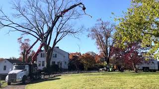 Manor House Tree coming down [upl. by Naitsirhk]