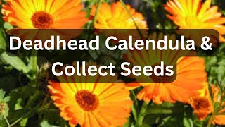 Deadhead amp Collect Calendula Seeds  Pot Marigold [upl. by Aicad]