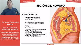 Anatomía Humana FÁCIL Región del hombro  Miembro superior parte 2  Ciencias básicas  Villamedic [upl. by Pollie]