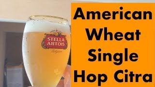 15 Brassagem Cerbeça  American Wheat Single Hop DH Fermentasaurus como fazer cerveja Artesanal [upl. by Adaliah]