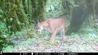 Mountain lion and Highland Tinamou in the Childrens Eternal Rainforest Costa Rica [upl. by Sue]