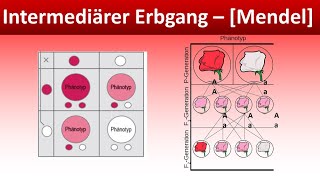 Intermediärer Erbgang  Mendel  Biologie Genetik Mittel und Oberstufe [upl. by Getraer]