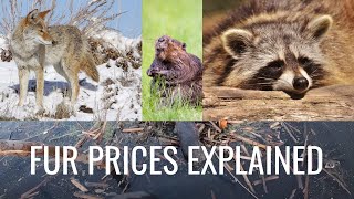 Fur Prices  What Animals to Trap [upl. by Cerracchio679]