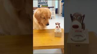 Doggy ko to gussa aa gaya cute animals dog goldenretriever doggys alangu ajighanta [upl. by Aerdnael489]