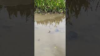 Anhinga Slithers Through the Mud While Hunting Fish [upl. by Sissel]