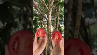 gardening garden fruit satisfying plants gardeningtips osmanthus propagatelemontree [upl. by Aikat]