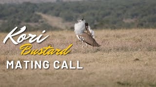 Kori Bustard Mating Call  Discover Africa Latest Sightings [upl. by Thanh]