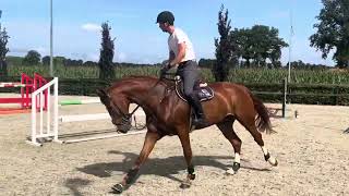 SOLD 2018 gelding by Zambesi X Calvados [upl. by Onifur]