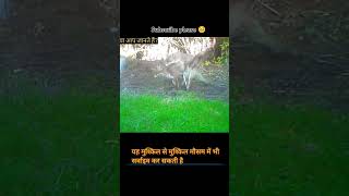 Fox के बारे में रोचक तथ्य facts animals trending ytshort leapard explore [upl. by Llerol]